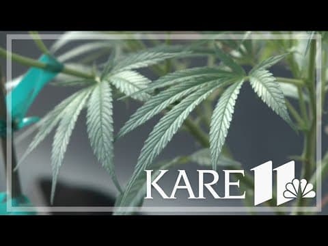 Minnesota's first cannabis license lottery is complete. A long road awaits the winners