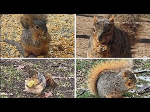 Move over bears: Get ready for Fat Squirrel Week