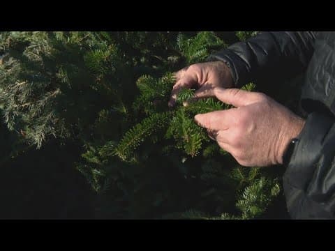 Pat Sullivan's tips for picking, taking care of your live Christmas tree
