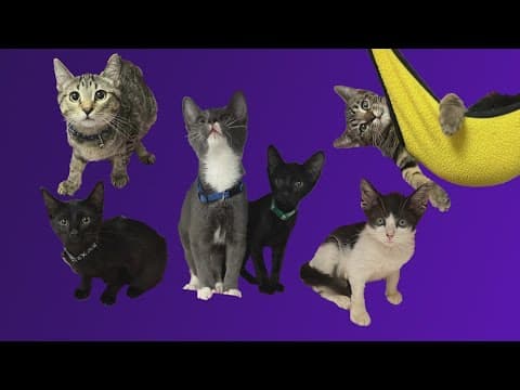 YouTube thumbnail for video kX1es2vPYjo