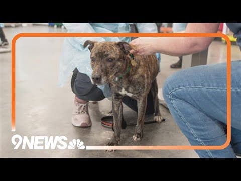 Colorado organization part of cross-country effort to help shelter animals affected by storms