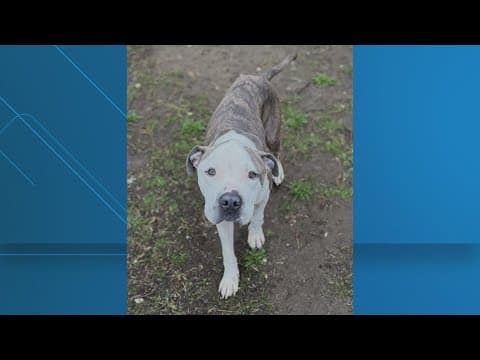 Sweetness, the inspiring stray dog, has been adopted