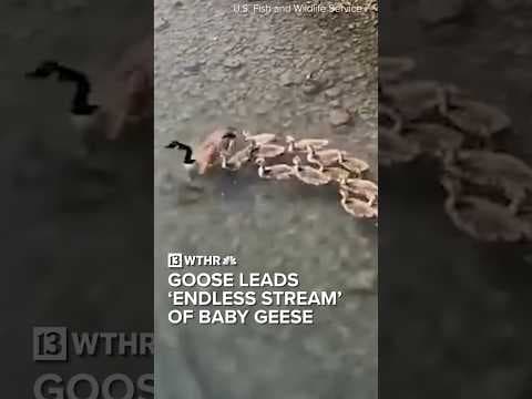 Goose lead ‘endless stream’ of babies down river