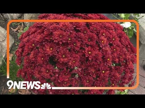 Fall plants you can use in seasonal arrangements.