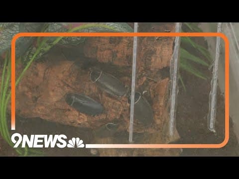 Sunrise Safari: Simandoa cave roach