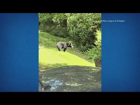 Another bear sighting in the DMV