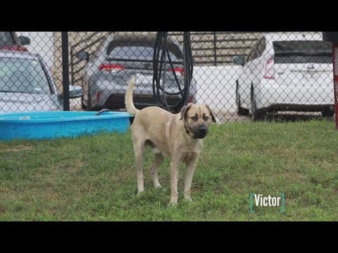 Tailwaggers: Meet Victor
