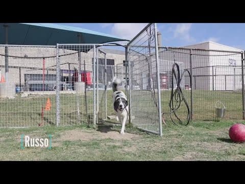 Tailwaggers: Meet Russo