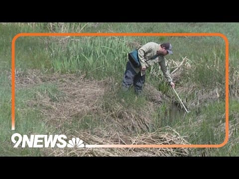 Denver takes action to manage mosquito population