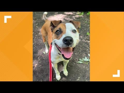 Pets of the Week: 11-16-2024