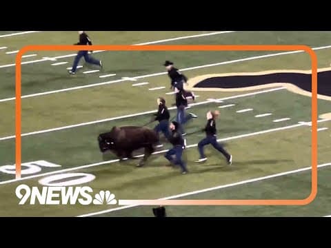 Ralphie VII makes her debut with first run at Colorado’s Folsom Field 