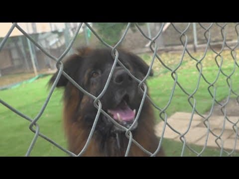 Valley Center dog rescue asks for community's help to keep their doors open