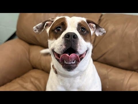 Pets of the Week: 5-17-2025