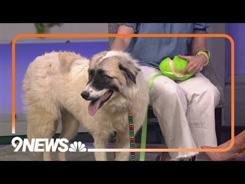 Bandit is looking to steal your heart