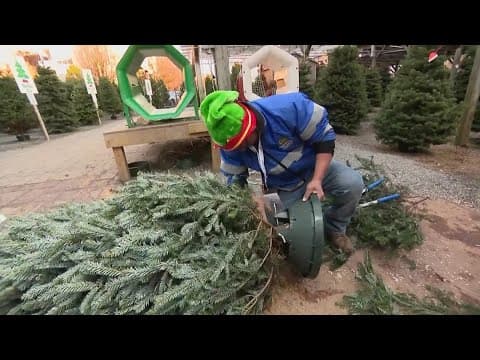 Real Christmas Trees can improve your mental health