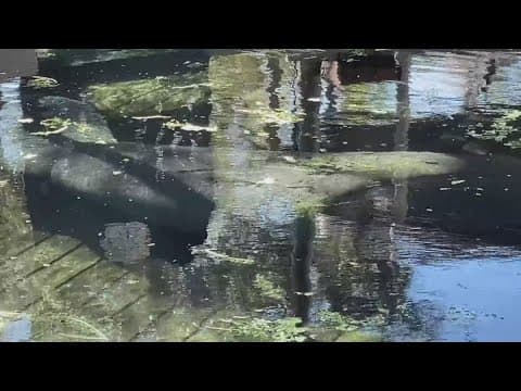 ZooTampa's manatee care center is in running for best zoo exhibit by USA Today
