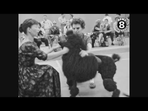 San Diego Poodle Club match November 1960