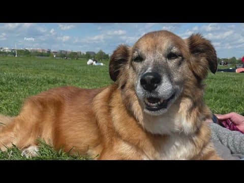 Man accused of stabbing dog to death in Falls Church