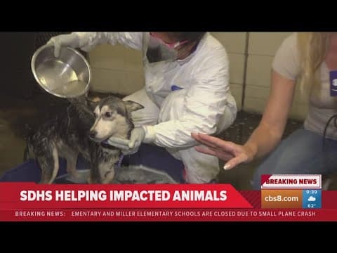 Humane society treating pets displaced from San Diego plane crash
