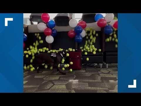 WATCH: TSA canine surprised with tennis balls during retirement party at Indianapolis airport