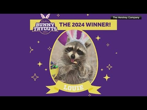 Raccoon named Louie wins 2024 Cadbury Bunny Tryouts