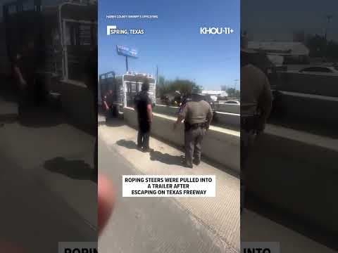 The steers came from the Houston rodeo and were recovered Monday