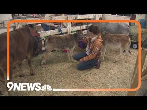 National Western Stock Show prepares for weekend arctic blast