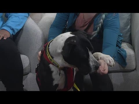 Pet of the Week: Acorn