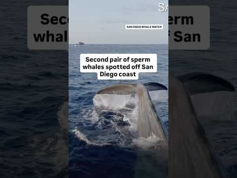 Second pair of sperm whales spotted off San Diego coast