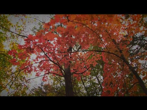 Live your best fall life at some of these metro-area attractions