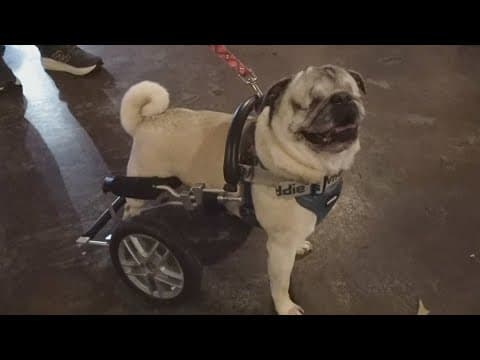 Barrelhouse Knoxville hosts Puppy Bowl for charity