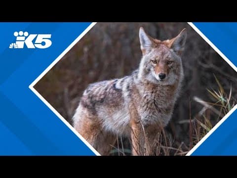 5 coyote attacks in Bellevue within the last week