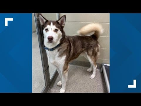 Pets of the Week: 6-14-2025