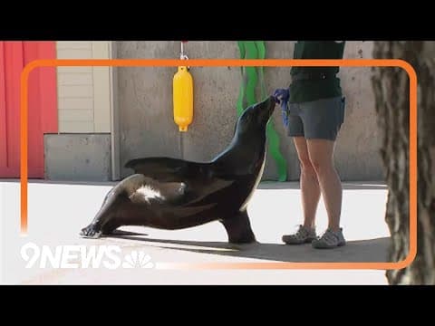 Denver Zoo to open new home for their California sea lions