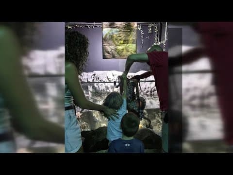Boy injured when octopus grabbed his arm at Texas aquarium