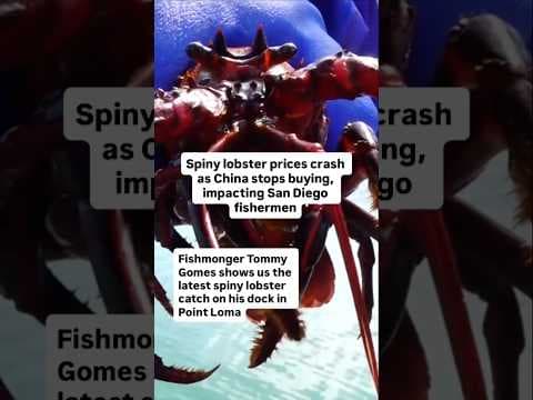 Spiny lobster prices crash as China stops buying, impacting San Diego fishermen