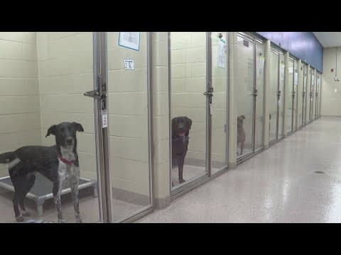 Indianapolis City-County Council to hear proposal placing restrictions on backyard pet breeders