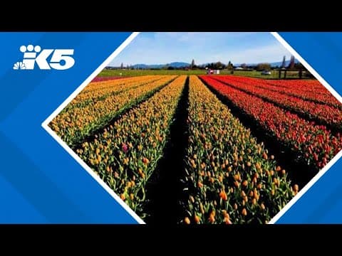 YouTube thumbnail for video lr65sXR3s1I