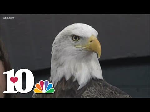 Challenger the eagle seen at airport
