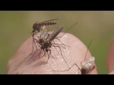 Mosquito, gnat explosion expected after months of rain