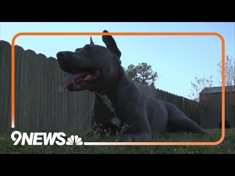 Legal expert discusses Aurora pit bull ban