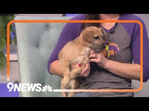 Sweet 7-month-old puppy needs a forever home