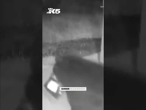 Unusual porch pirate in Ocean Shores