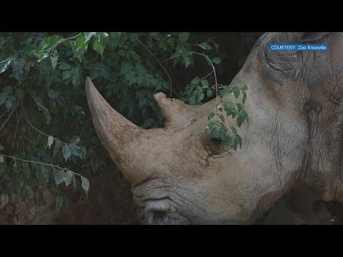 Dolly the rhino, grand dame of Zoo Knoxville, dies at age 56