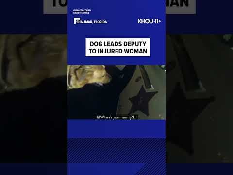 A woman's son's dog found help after she fell on a walk. Her husband had called police distraught.