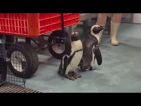 Penguins from Tampa aquarium were evacuated ahead of Hurricane Milton