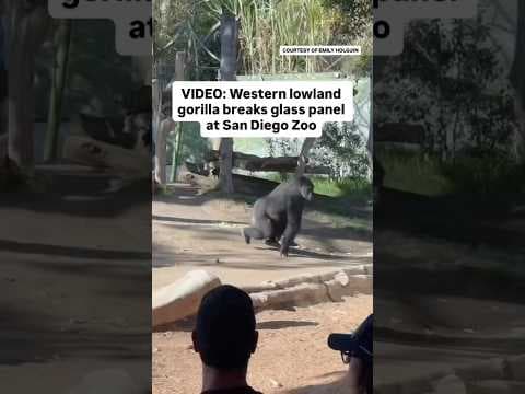 Video shows western lowland gorilla breaking glass panel at San Diego Zoo