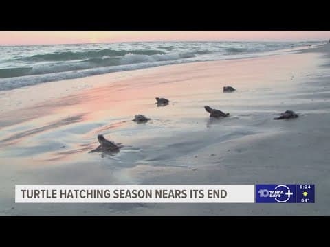 2025 turtle hatching season nears its end with improved numbers