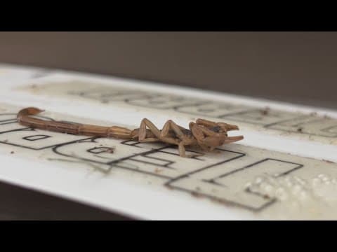 Scorpion surge? Yes, they do call North Texas home