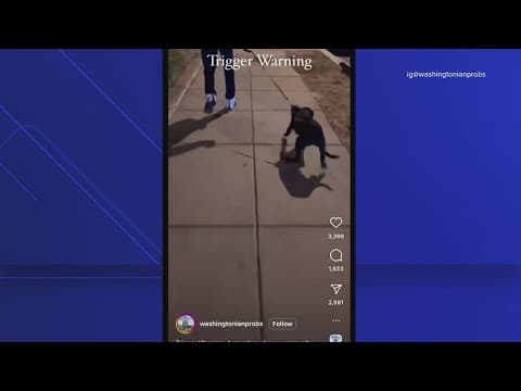 Animal rescue group offers $3500 reward video shows dog being beaten
